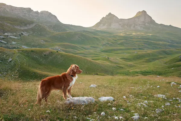 Bir Duck Tolling Retriever köpeği güneşli bir çayırda duruyor, macera çağrıları. Görkemli dağlar ve alacakaranlık renkleri bu hevesli kaşif