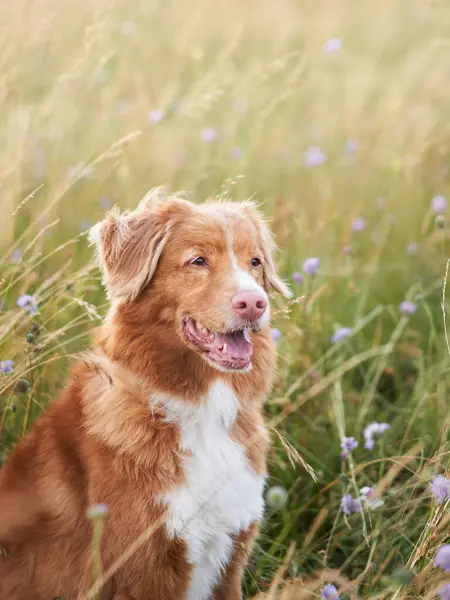 Content Nova Scotia Duck Tolling Retriever Dog Enjoys Summer Breeze Stock Picture