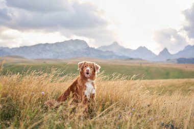 Bir Nova Scotia Duck Tolling Retriever köpeği altın otların arasında oturur, dağlar macera için bekler.