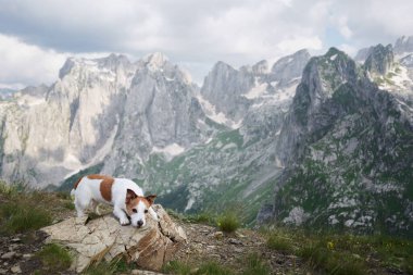 Köpekle dağlarda, çayırlarda seyahat etmek. Jack Russell Terrier bir taşın üzerinde. Doğa yürüyüşü