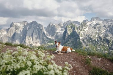 Jack Russell Terrier köpeği bir dağ yolunda dinleniyor, vahşi doğada rahat bir nöbetçi. Engebeli tepelere bakan köpek, doğanın huzur dolu özünü yakalar.
