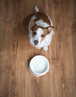 Müstakbel Jack Russell Terrier köpeği kasenin yanında oturur, ahşap bir zeminde yemek umuduyla.