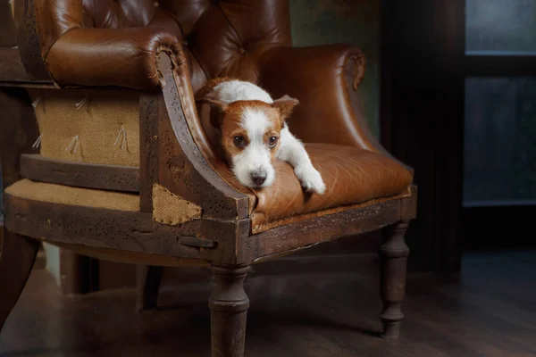 A thoughtful Jack Russell Terrier dog lounges on a vintage leather chair, a scene of quiet companionship.
