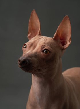 Bir Amerikan Kılsız Teriyer köpeği, parlak derisi ve sivri kulaklarıyla bir stüdyoya dalgın dalgın bakar. Zarafet ve merakı somutlaştıran gri bir arka plana vurgulanır.