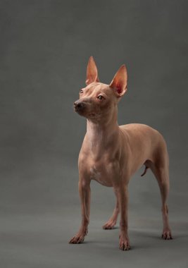 Bir Amerikan Kılsız Teriyer köpeği, parlak derisi ve sivri kulaklarıyla bir stüdyoya dalgın dalgın bakar. Zarafet ve merakı somutlaştıran gri bir arka plana vurgulanır.