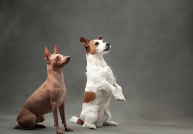 Bir Amerikan Kılsız Teriyeri ve bir Jack Russell Terrier köpeği birlikte poz veriyorlar, çelişkili bir çalışma. Özenli bakışları ve farklı türleri stüdyodaki mükemmel arkadaşlığı ön plana çıkarıyor.