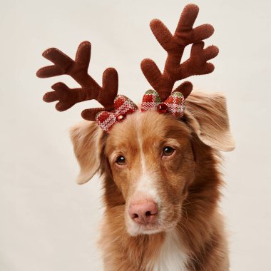 Nova Scotia Duck Tolling Retriever köpeği garip ren geyiği boynuzlarıyla süslenir. Tatilin sıcaklığını davet eder, stüdyo ortamında yakalanır.