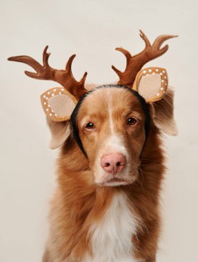 Nova Scotia Duck Tolling Retriever köpeği garip ren geyiği boynuzlarıyla süslenir. Tatilin sıcaklığını davet eder, stüdyo ortamında yakalanır.