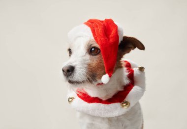  Noel Baba şapkalı sevimli Jack Russell Terrier köpeği dikkatli bir bakışla neşe uyandırıyor.