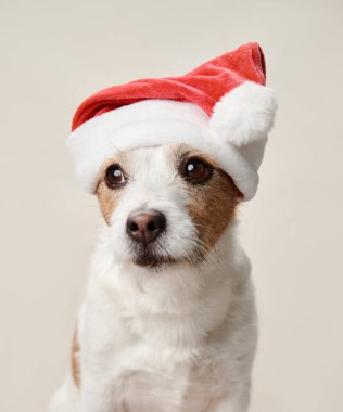 Noel Baba şapkalı çekici bir Jack Russell Terrier köpeği, bayram havası yayar ve festival sezonu için dikkatlice poz verir.
