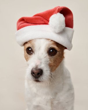 Noel Baba şapkalı çekici bir Jack Russell Terrier köpeği, bayram havası yayar ve festival sezonu için dikkatlice poz verir.