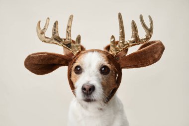Bir Jack Russell Terrier köpeği boynuz kulakları, büyüleyici bakışlarıyla bayram neşesi getiriyor.