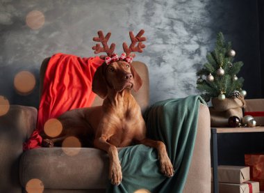 Ren geyiği boynuzu takan bir Vizsla köpeği bir koltuğa oturur, umutla bakar, bir Noel ağacıyla şenlik arka planına kurulur.