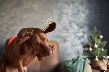 Ren geyiği boynuzu takan bir Vizsla köpeği bir koltuğa oturur, umutla bakar, bir Noel ağacıyla şenlik arka planına kurulur.