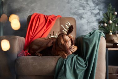 Ren geyiği boynuzu takan bir Vizsla köpeği bir koltuğa oturur, umutla bakar, bir Noel ağacıyla şenlik arka planına kurulur.