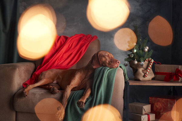 A poised Vizsla dog in festive attire lounges on a couch, embodying the relaxed essence of holiday leisure