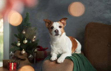 Bir Jack Russell Terrier köpeği tatil ortamında uzanır, gözleri heyecanla bakar.