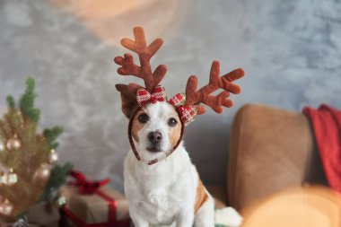 Giyinip süslenmiş bir Jack Russell Terrier köpeği Noel ruhunu yakalıyor, geyik boynuzlarıyla süslenmiş.