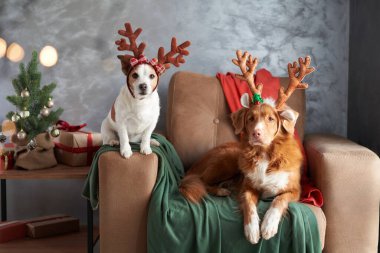 İki köpek bayram ruhunu kutluyor. Birinin boynuzları Noel ağacının yanındaki rahat sandalyeye tünemiş ve Noel 'in neşesini somutlaştırıyor.