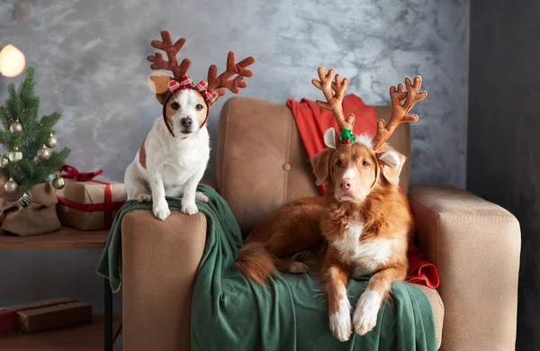 Two dogs celebrate the holiday spirit, one with antlers perched on a cozy chair beside a festive tree, embodying the joy of Christmas