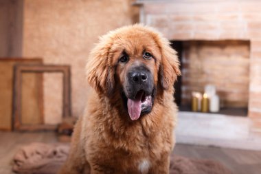 Görkemli bir Tibetli Mastiff köpeği, sıcacık bir yuva ortamında tetikte, bakışları sabit ve misafirperver bir şekilde oturur.