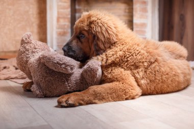 Görkemli bir Tibetli Mastiff köpeği, sıcacık bir yuva ortamında tetikte, bakışları sabit ve misafirperver bir şekilde oturur.