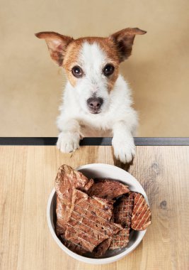 Evcil hayvan beslenmesi. Köpek şekerleme kasesine bakar. Komik Jack Russell Terrier evde. 