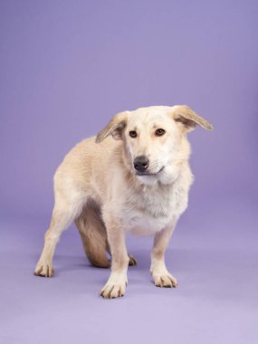 Mutlu köpek stüdyoda. Neşeli bir köpek ışığı, canlı bir eşarp ve leylak bir düzenek.