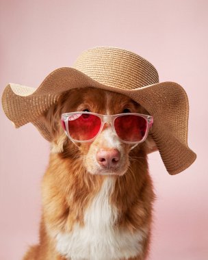 Nova Scotia Duck Tolling Retriever. Güneş gözlüğü ve güneş şapkası takıyor. Yaz eğlencesinin simgesi. Bu stüdyo çekimi evcil hayvanın moda anlayışını yakalar.