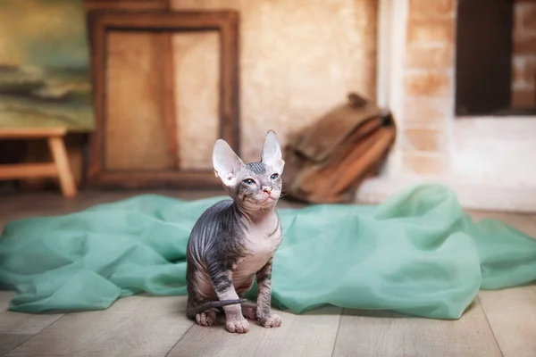 An inquisitive Sphynx cat adding a whimsical touch to the vintage setup. Pet at home