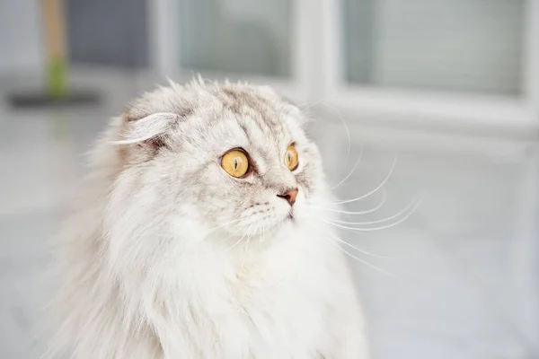 A Scottish Fold cat gazes curiously, its plush white coat and distinctive folded ears in focus