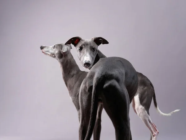 Elegant Italian Greyhounds dogs in studio. A pair of svelte pets poses gracefully against a soft grey backdrop, their slender forms and gentle expressions