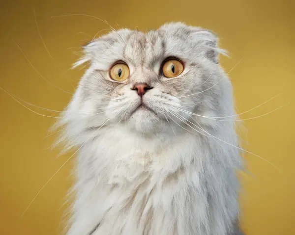 A serene Scottish Fold cat exhibits its unique folded ears and plush white coat, set against a contrasting yellow backdrop.