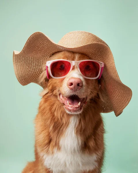 stock image A Nova Scotia Duck Tolling Retriever in sunglasses and sunhat, epitome of summer fun. This studio shot captures the pet playful fashion sense