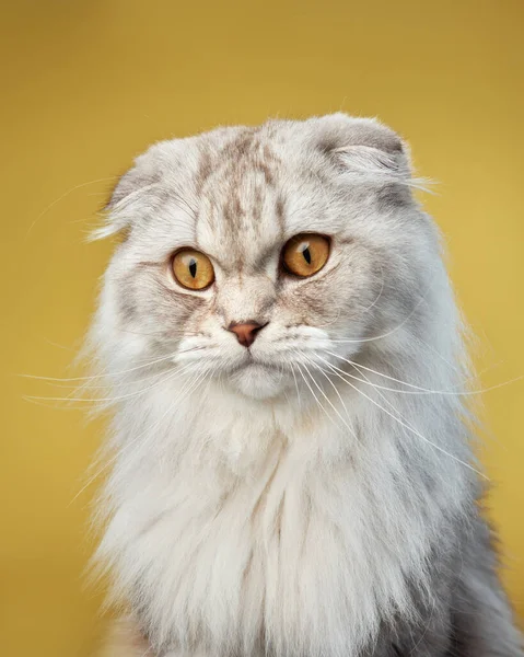 A serene Scottish Fold cat exhibits its unique folded ears and plush white coat, set against a contrasting yellow backdrop.
