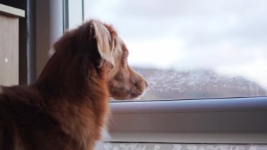 Düşünceli bir Nova Scotia Duck Tolling Retriever köpeği buz gibi pencereden dışarı bakar. Evcil hayvan.
