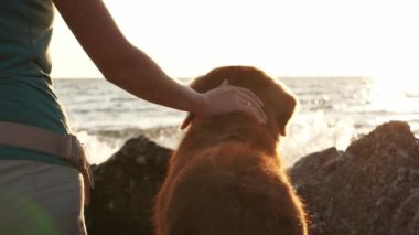 Gün batımında kadın ve Nova Scotia Duck Tolling Retriever köpeği, deniz kenarı neşesi. Bir deniz kabuğuyla kalpten bir takas onların bağlantısını sembolize eder.