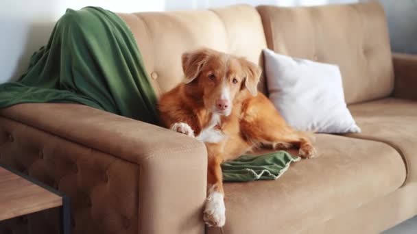 ペンシルベニア州ノバスコシアダックトローリングレトリーバー犬は 休日の季節を熟考して お祝いの木の横にソファーの上に休憩します — ストック動画