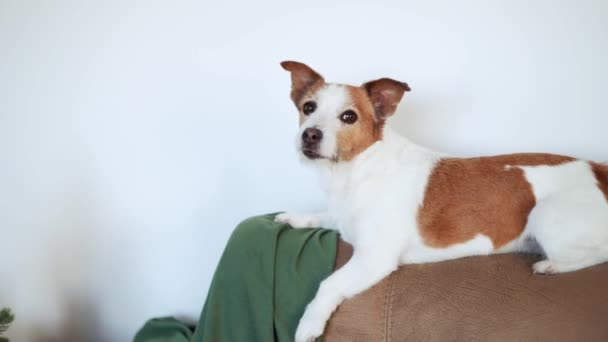 Ein Balancierter Jack Russell Terrier Hund Liegt Auf Einem Sofa — Stockvideo