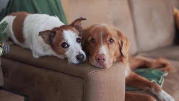 两只狗 一只是杰克罗素 另一只是新斯科舍省的鸭子托林猎犬 它们在舒适的家庭环境中欢度佳节 — 图库视频影像