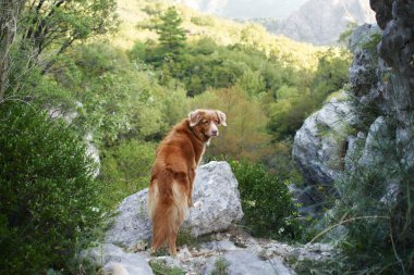 Köpek bir taşın üzerinde duruyor ve doğaya bakıyor. Nova Scotia Ördek Avcısı yürüyüşe çıktı.