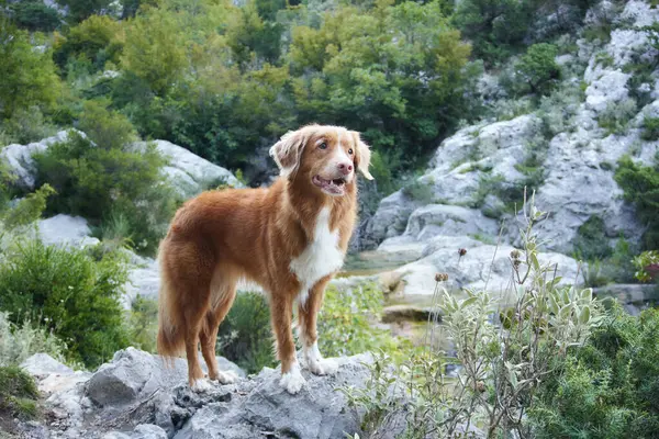 Der Hund Steht Auf Einem Stein Und Schaut Die Natur lizenzfreie Stockfotos
