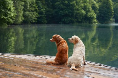 Bir Nova Scotia Duck Tolling Retriever ve bir Labrador sakin bir gölün kenarında oturur, macerada bir ikili. Köpekler yemyeşil bir ormanın arka planına karşı..