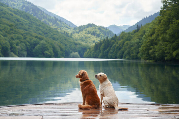 A Nova Scotia Duck Tolling Retriever and a Labrador sit by a calm lake, a duo in adventure. Dogs against the backdrop of a lush forest.