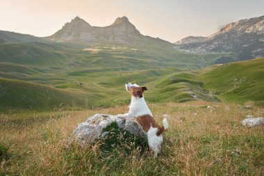 Jack Russell Terrier bir kayanın üzerinde duruyor. Büyük dağlara bakan küçük bir muhafız. Uçsuz bucaksız topraklarda, teriyer geniş manzarayı alır.