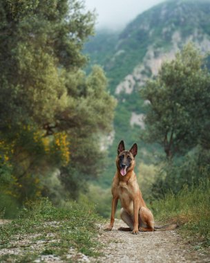 Dengeli bir Malinois vadiyi araştırıyor. Bir dağ yolunda oturan köpek, doğadaki macera ve arkadaşlığın bir sembolü olan uzaklığa bakar.