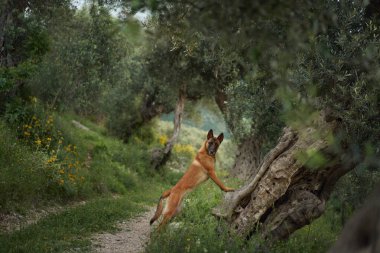 Sakin bir patikadaki köpeğe haber verin. Zengin koruluğun ortasında, bu özenli Belçika Malinois doğayla harmanlanmış eski bir zeytin ağacında duruyor.