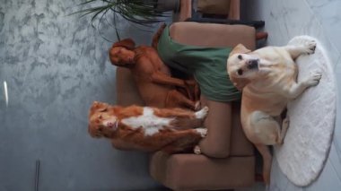  Bir köpek üçlüsü, bir Labrador, bir Vizsla ve bir Nova Scotia Duck Tolling Retriever, bir kanepede birlikte dinleniyorlar.