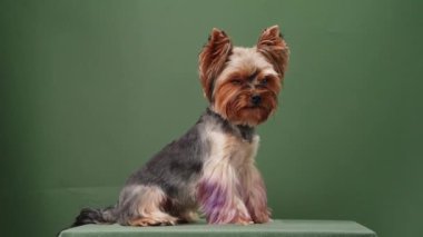 Zarif bir Yorkshire Terrier köpeği, soluk yeşil bir arka plana karşı oturmakta, bir stüdyo ortamında zarafet yaymaktadır.