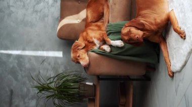 İki rahat köpek kanepede uzanıyor, bir Nova Scotia Duck Tolling Retriever ve bir Vizsla.